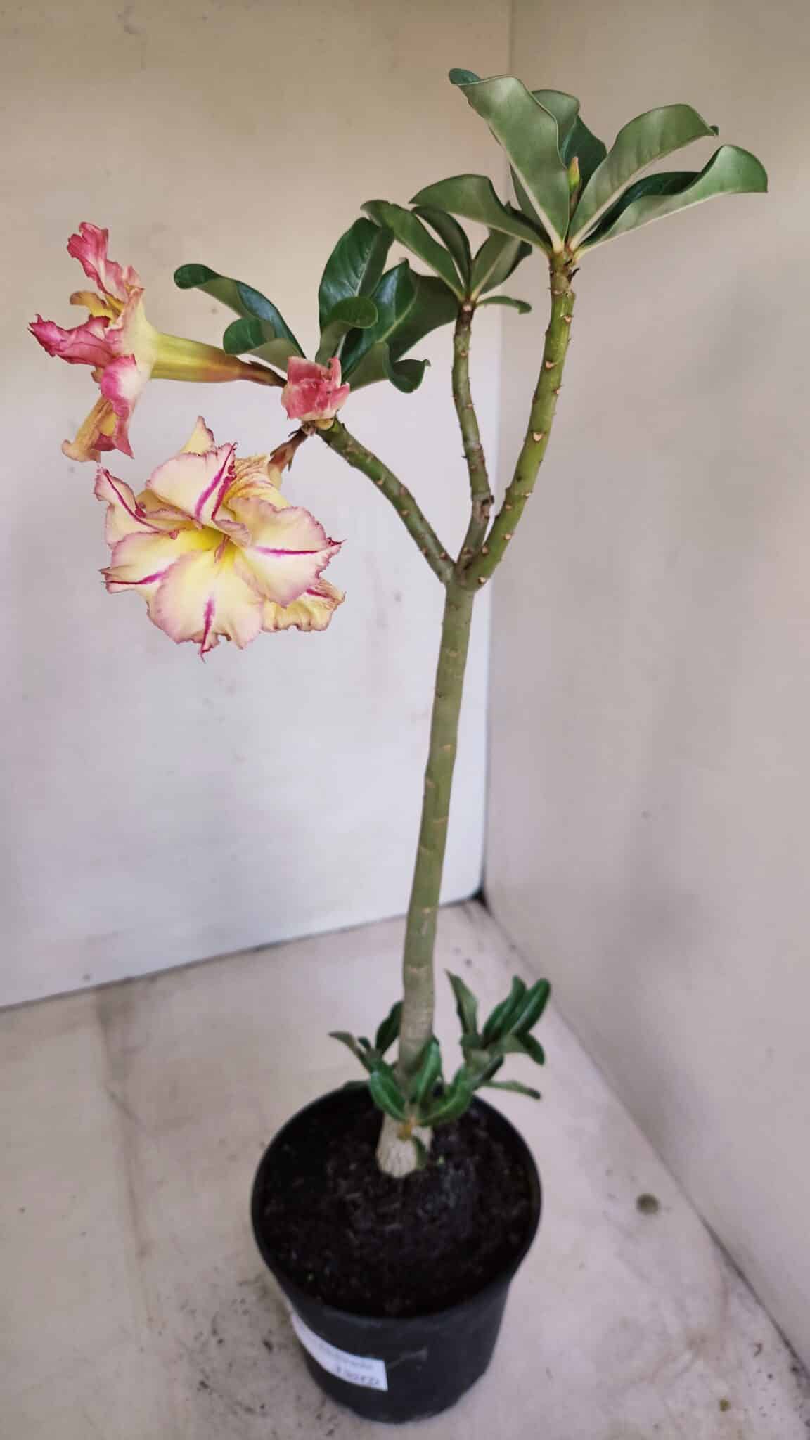 Planta Dobrada 3351 – 35cm – 3 anos - foto 5