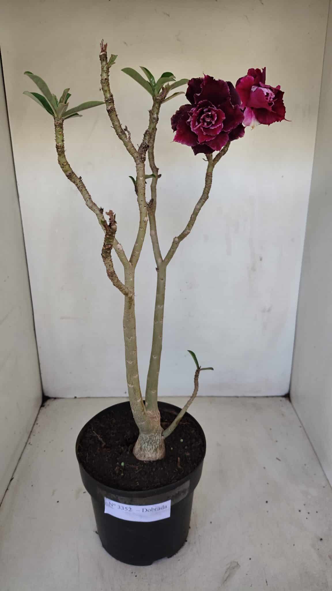 Planta Dobrada 3352 – 50cm – 4 anos