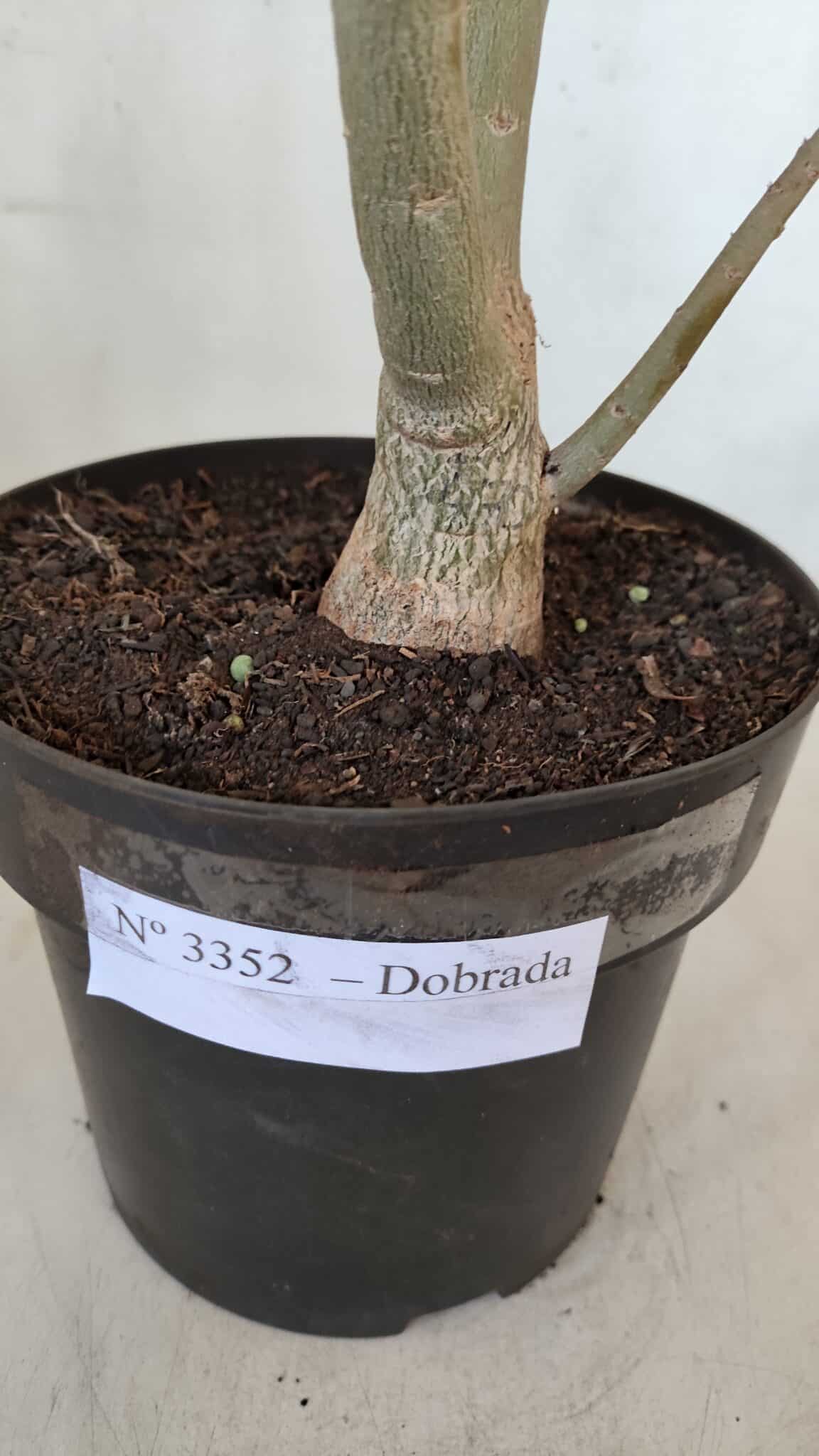 Planta Dobrada 3352 – 50cm – 4 anos
