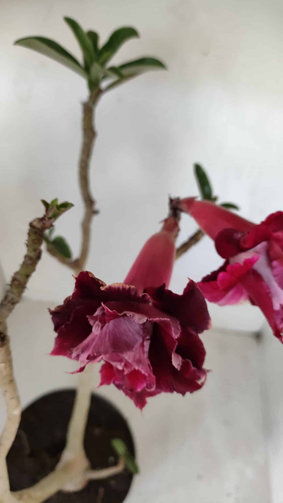 Planta Dobrada 3352 – 50cm – 4 anos