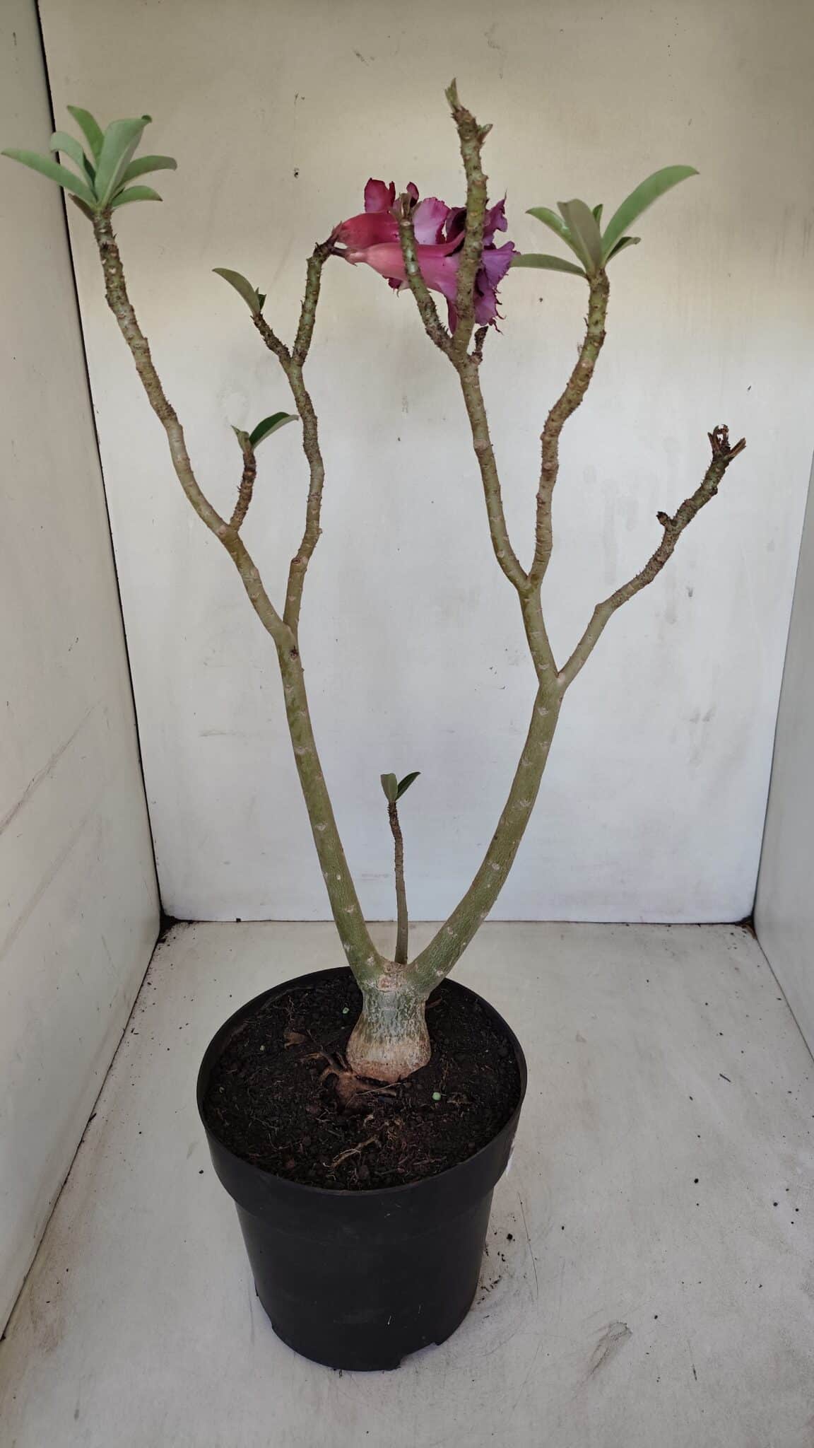 Planta Dobrada 3352 – 50cm – 4 anos
