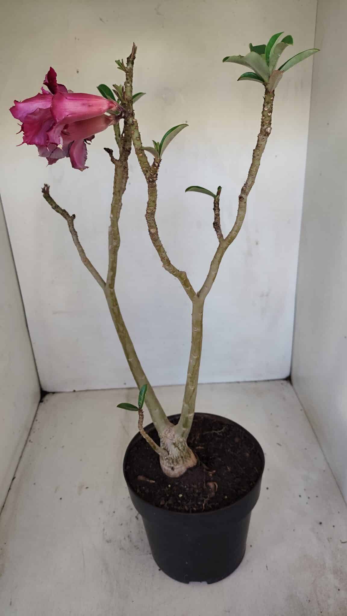 Planta Dobrada 3352 – 50cm – 4 anos