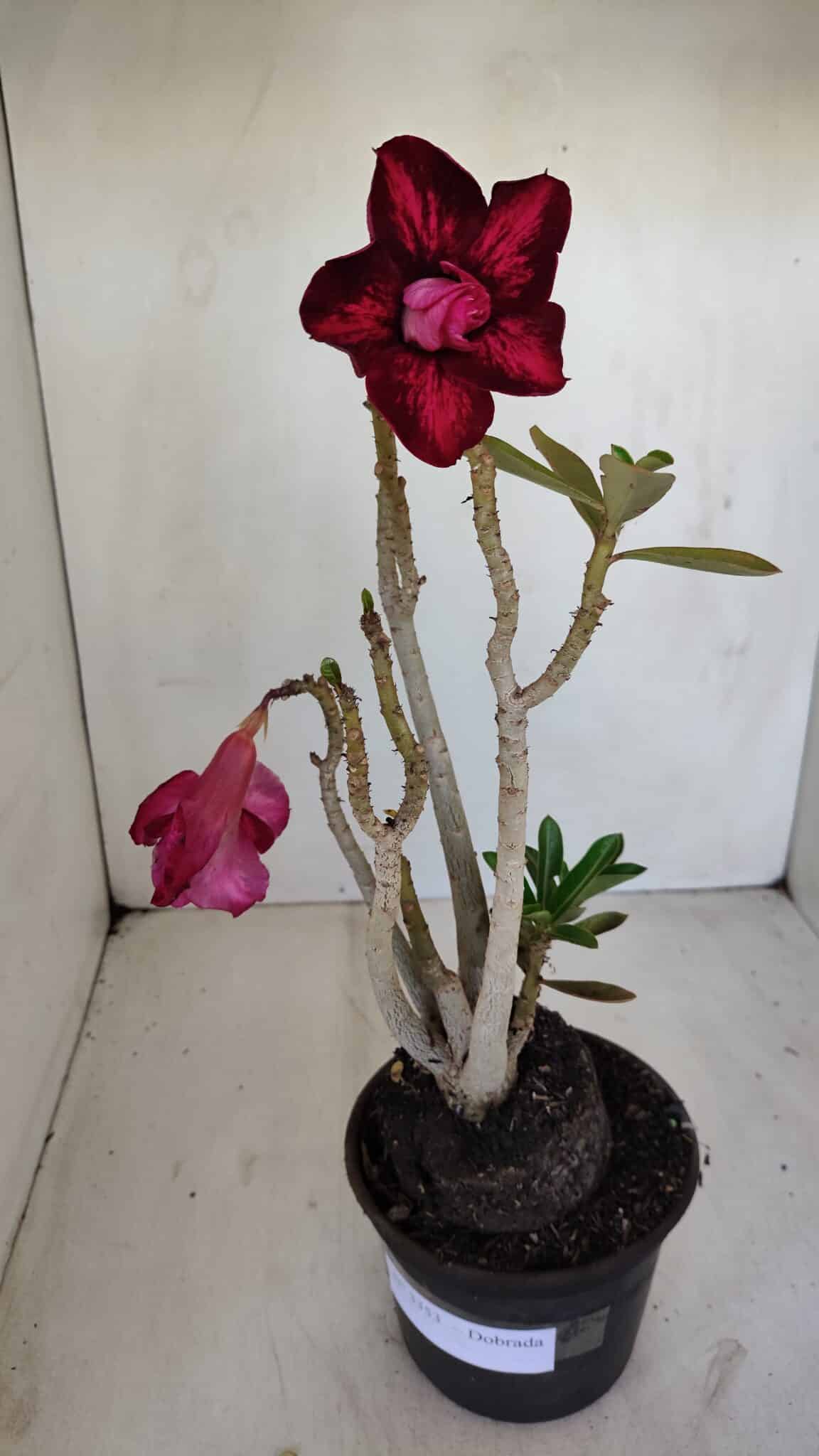 Planta Dobrada 3353 – 35cm – 3 anos