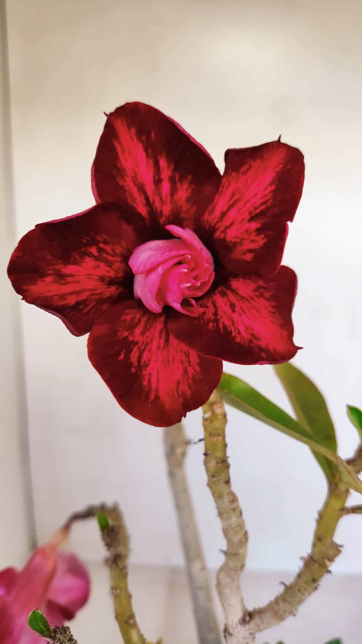 Planta Dobrada 3353 – 35cm – 3 anos