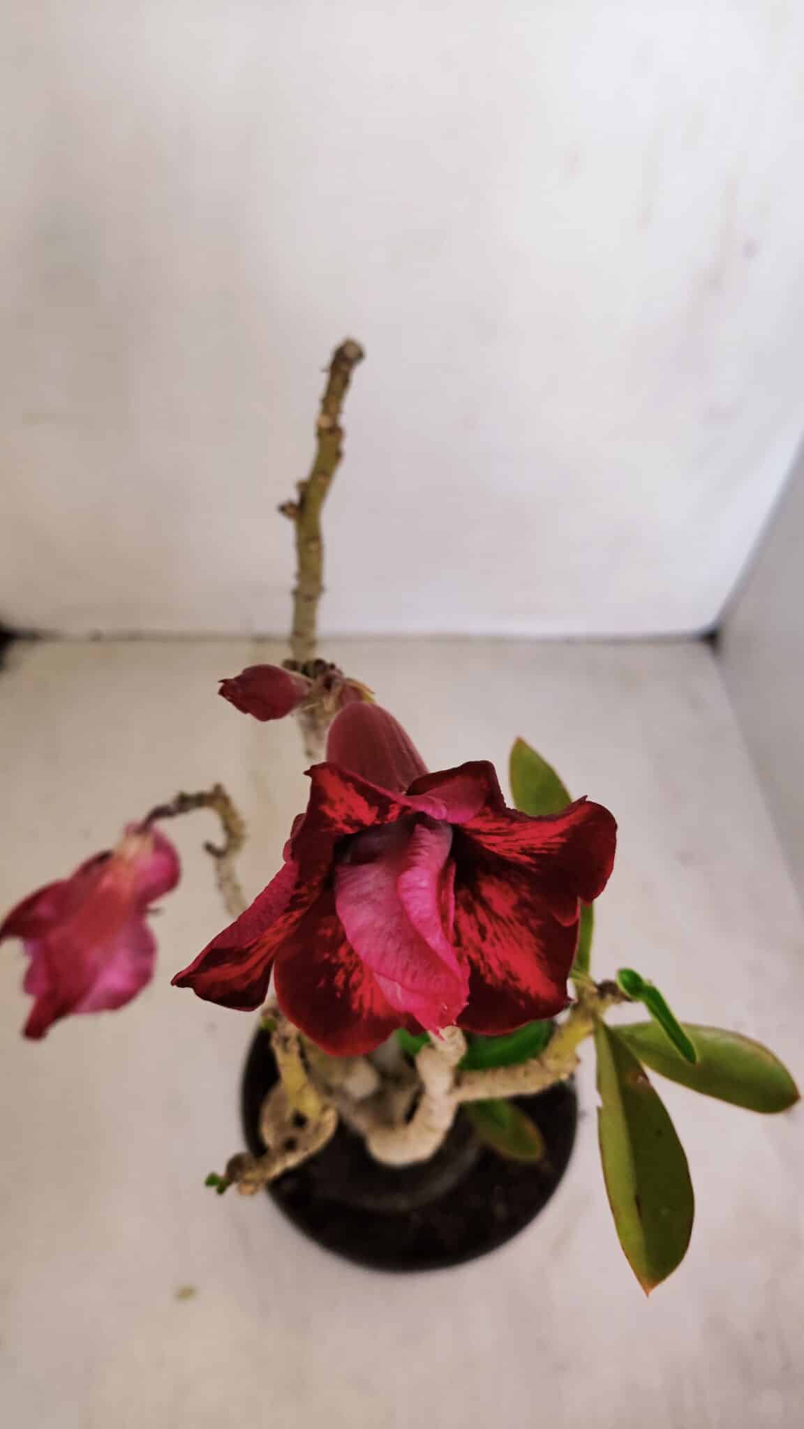 Planta Dobrada 3353 – 35cm – 3 anos