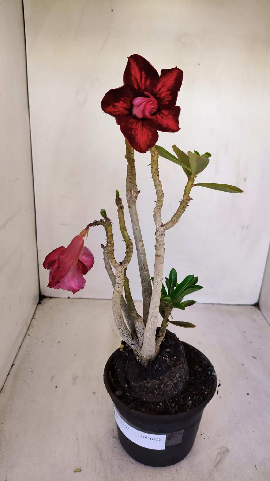 Planta Dobrada 3353 – 35cm – 3 anos