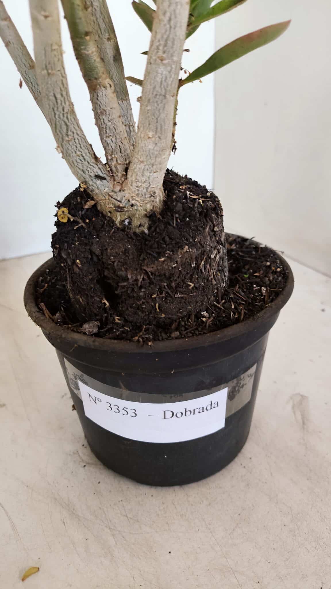 Planta Dobrada 3353 – 35cm – 3 anos