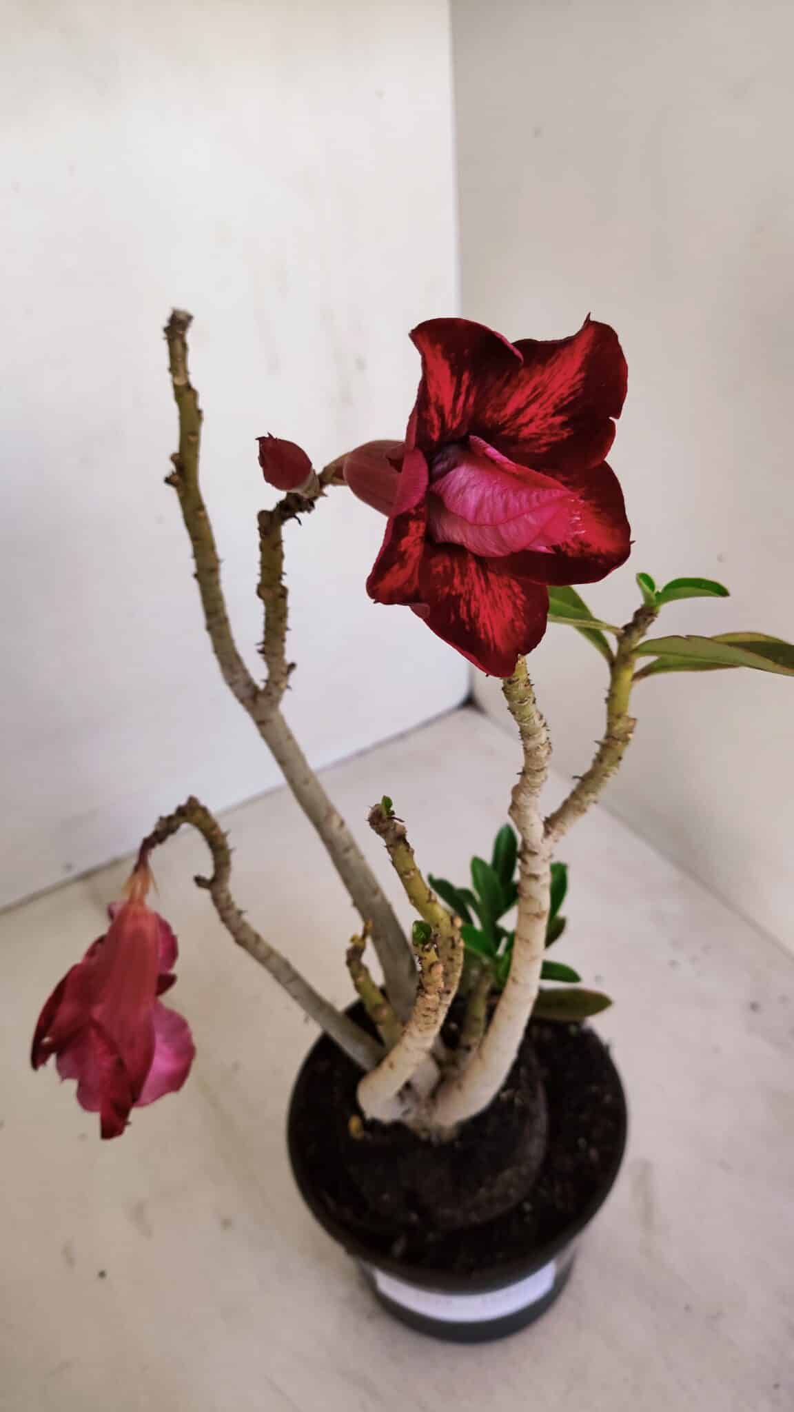 Planta Dobrada 3353 – 35cm – 3 anos