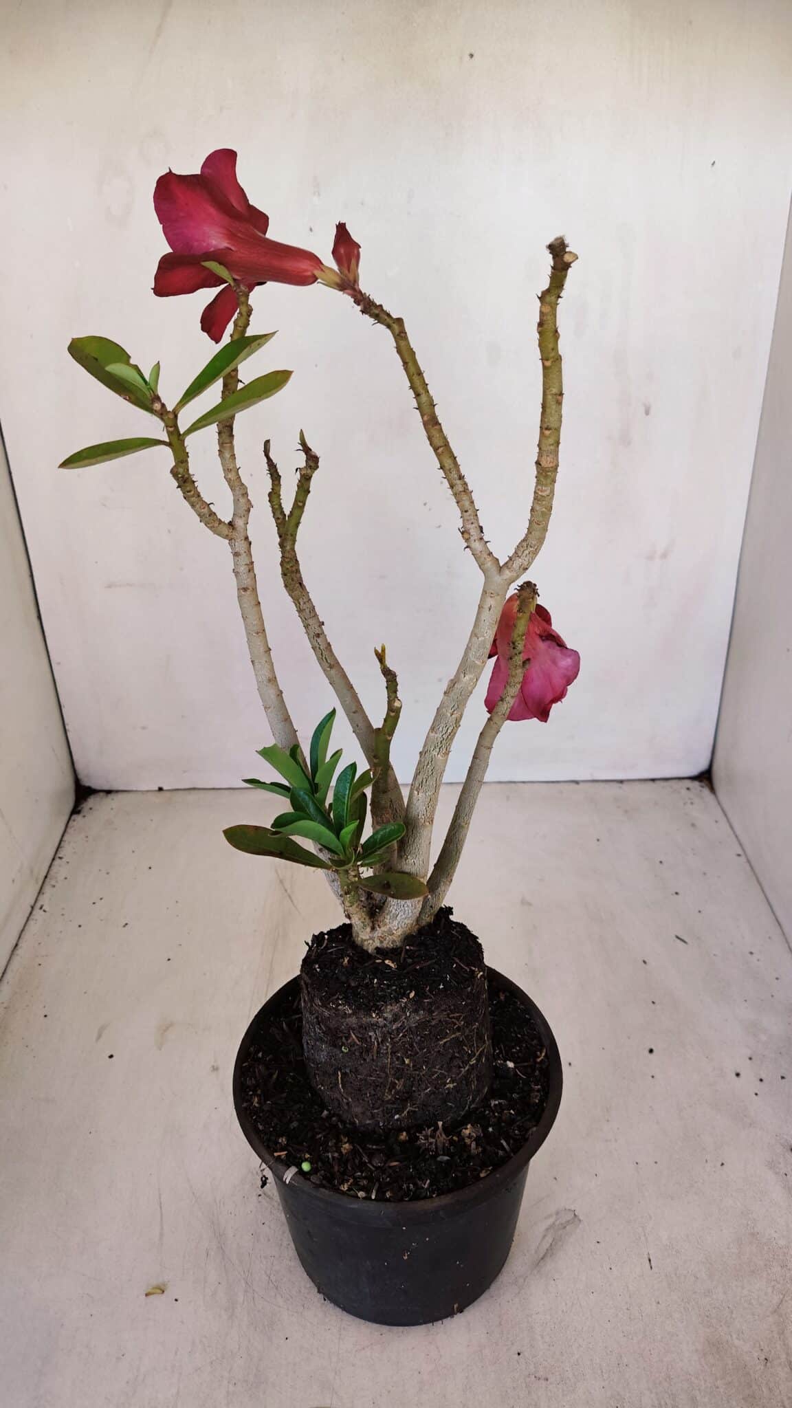 Planta Dobrada 3353 – 35cm – 3 anos