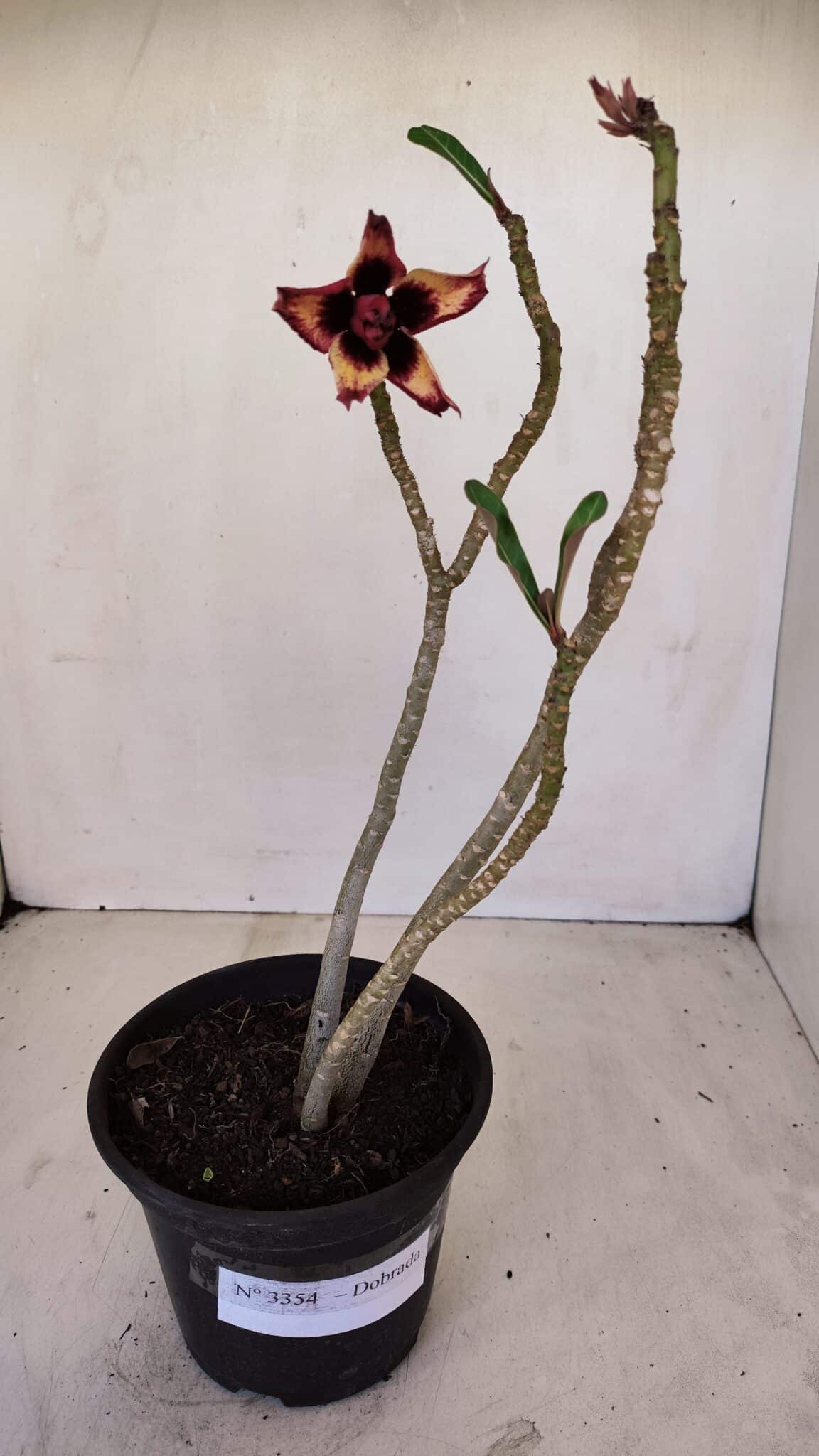 Planta Dobrada 3354 – 35cm – 3 anos