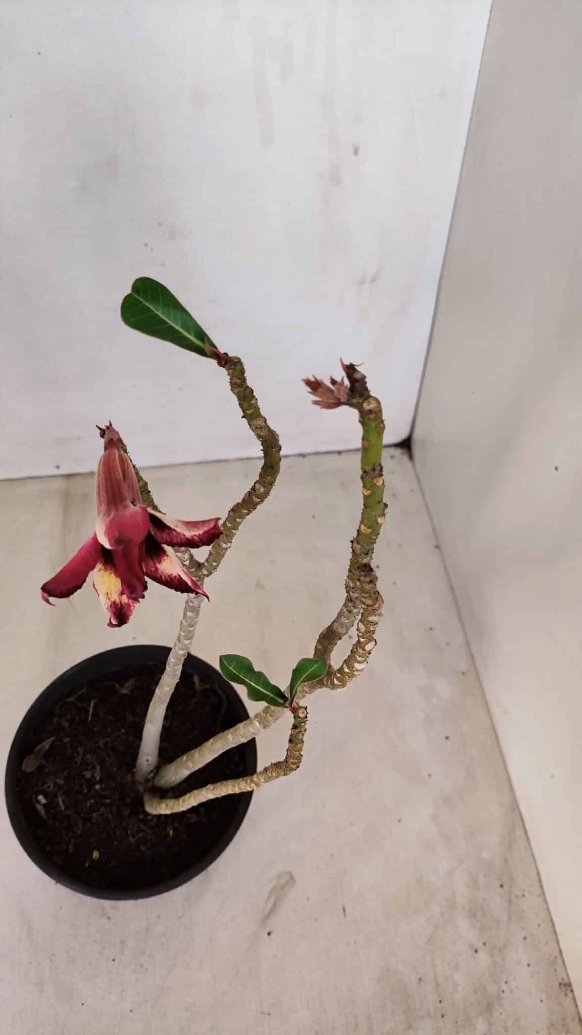 Planta Dobrada 3354 – 35cm – 3 anos