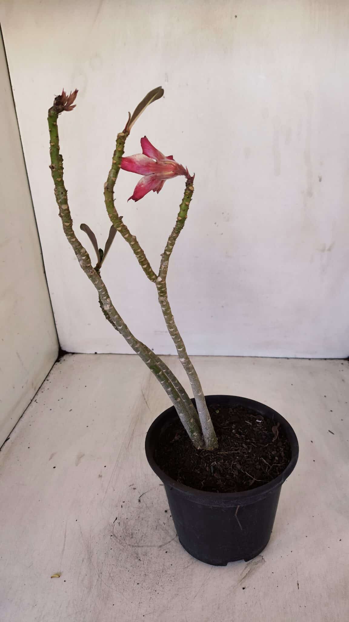 Planta Dobrada 3354 – 35cm – 3 anos