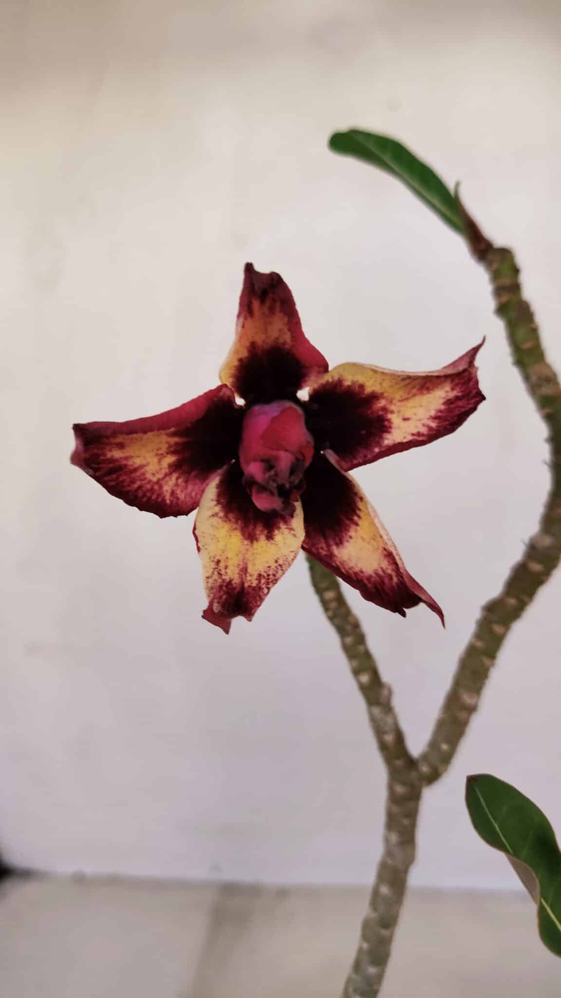 Planta Dobrada 3354 – 35cm – 3 anos