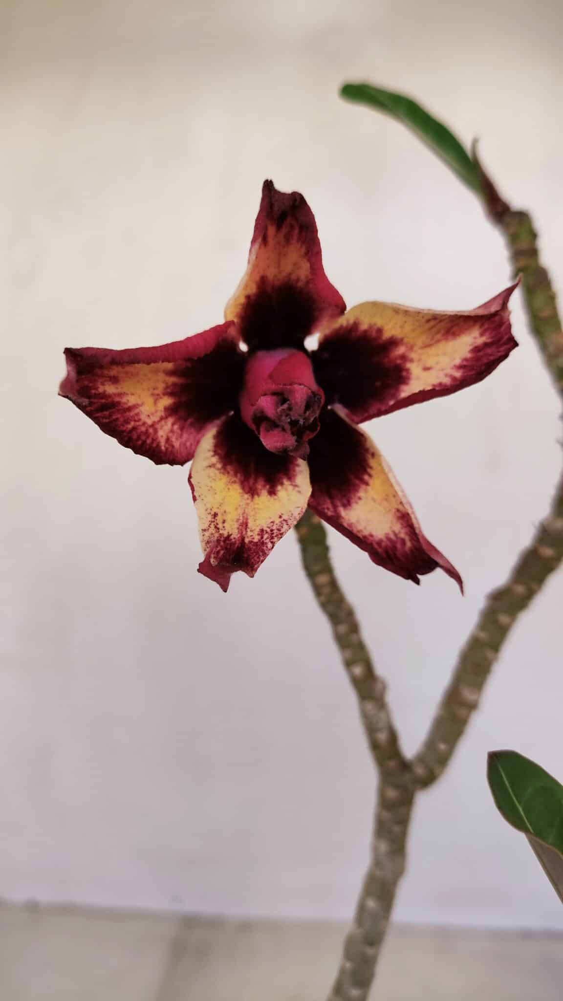 Planta Dobrada 3354 – 35cm – 3 anos