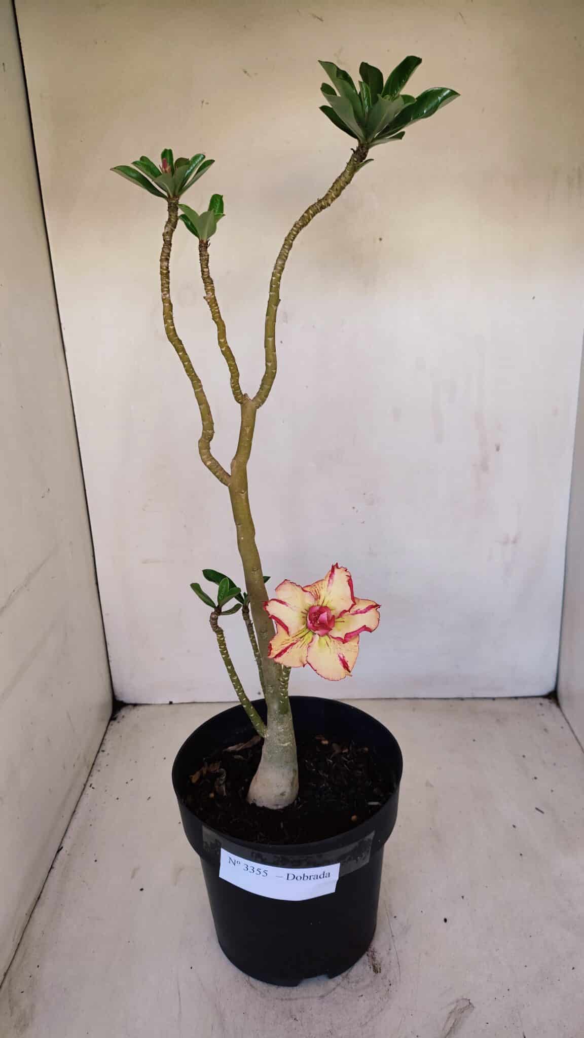 Planta Dobrada 3355 – 45cm – 3 anos - foto 2