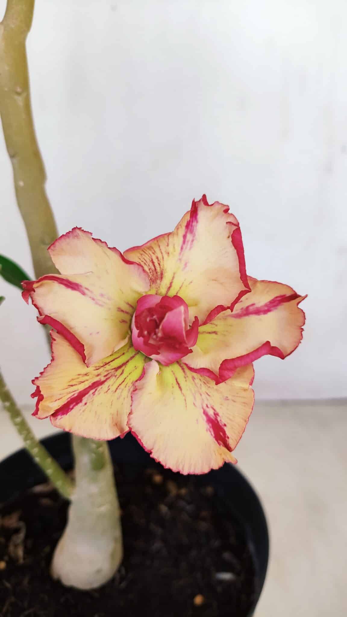 Planta Dobrada 3355 – 45cm – 3 anos - foto 3