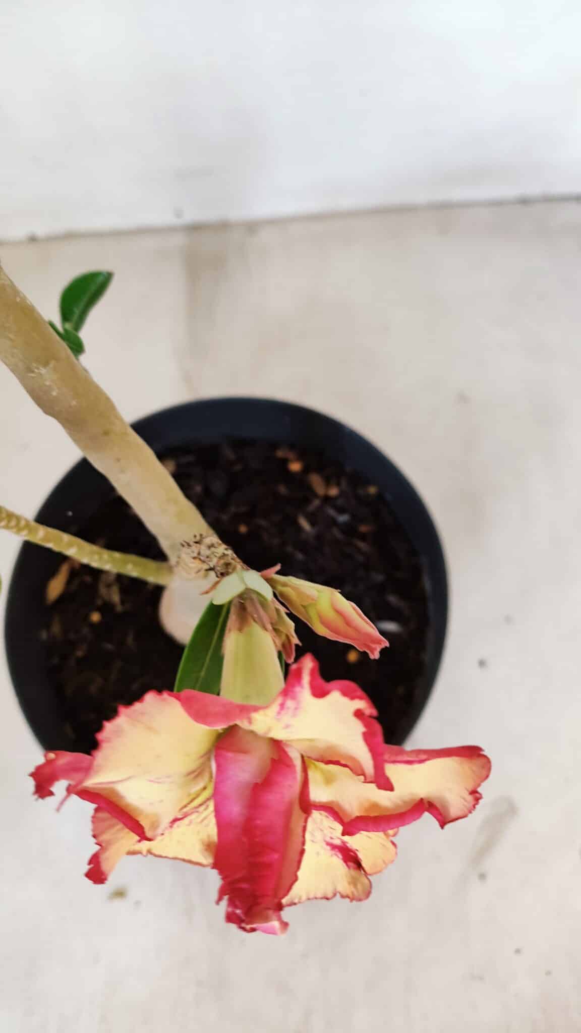 Planta Dobrada 3355 – 45cm – 3 anos - foto 5