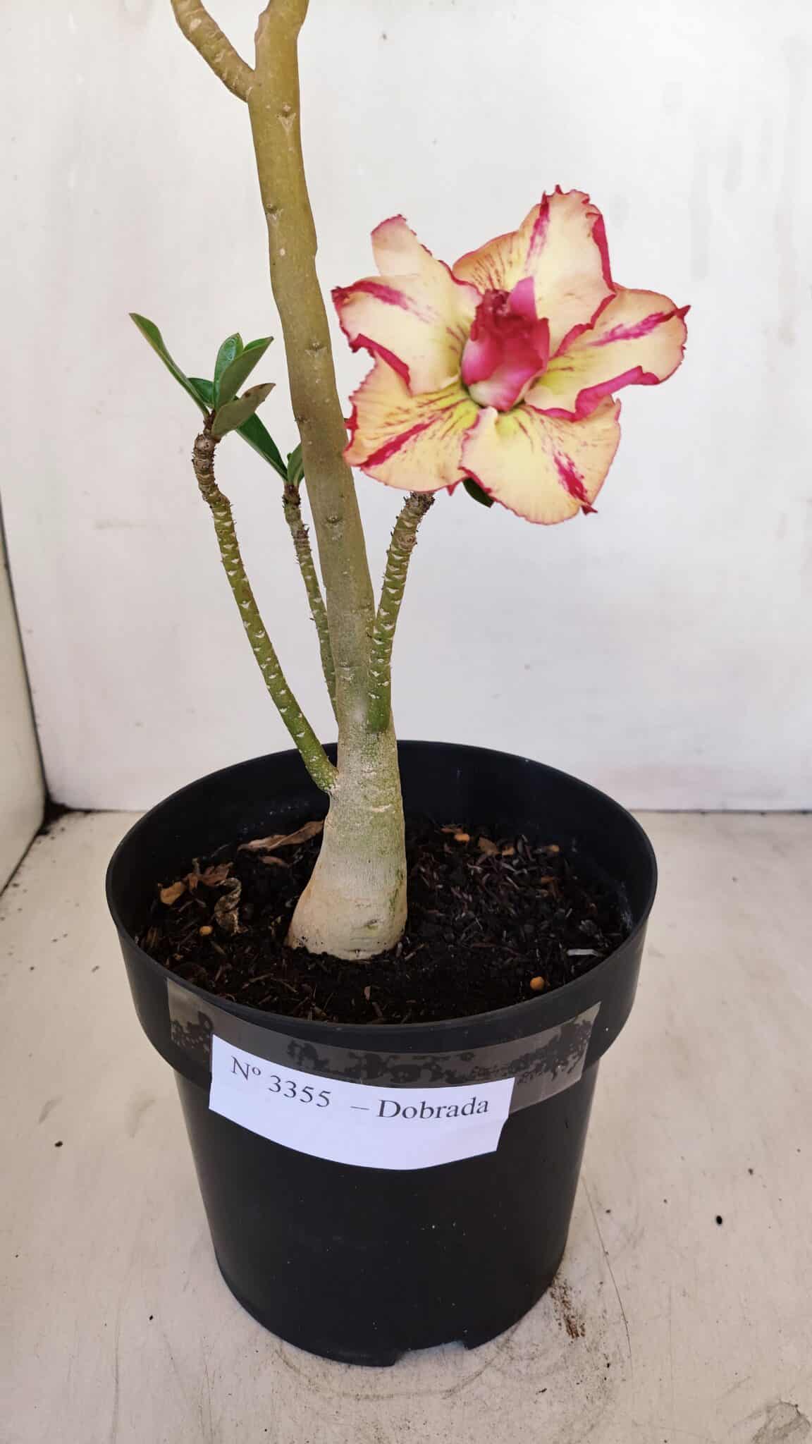 Planta Dobrada 3355 – 45cm – 3 anos - foto 4