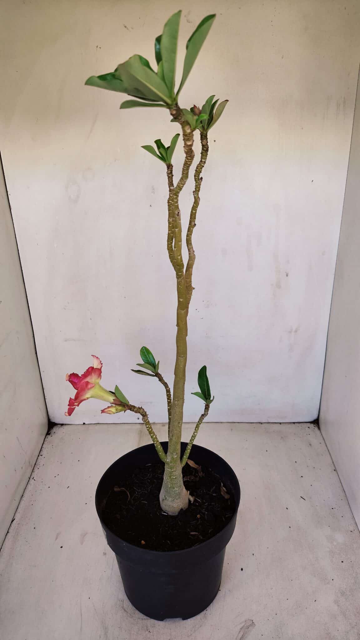 Planta Dobrada 3355 – 45cm – 3 anos - foto 7
