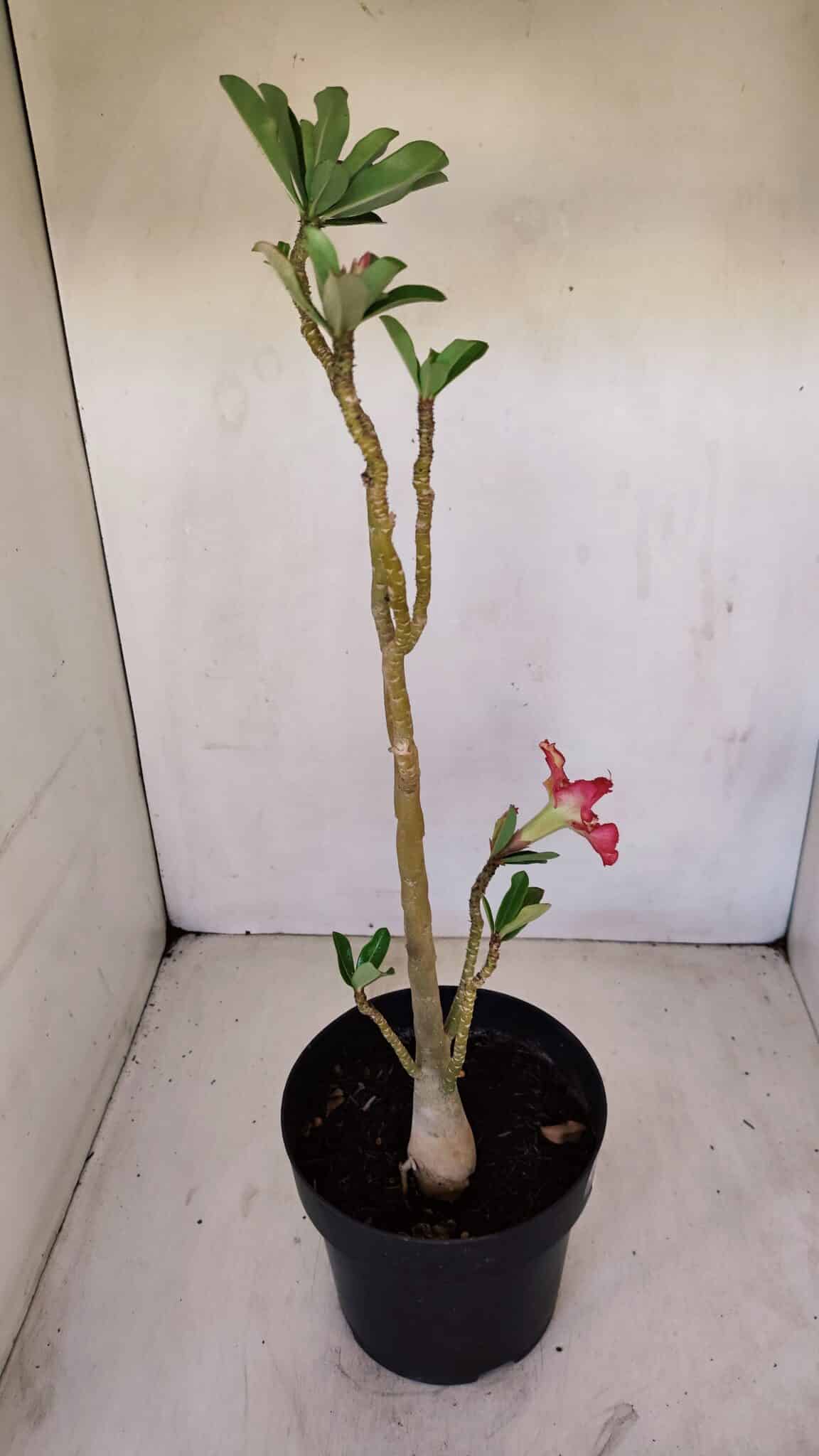Planta Dobrada 3355 – 45cm – 3 anos - foto 6