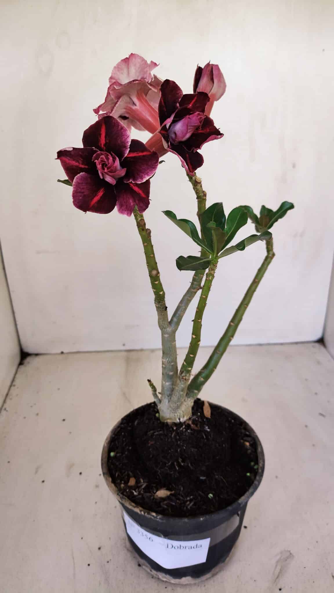 Planta Dobrada 3356 – 35cm – 3 anos - foto 2