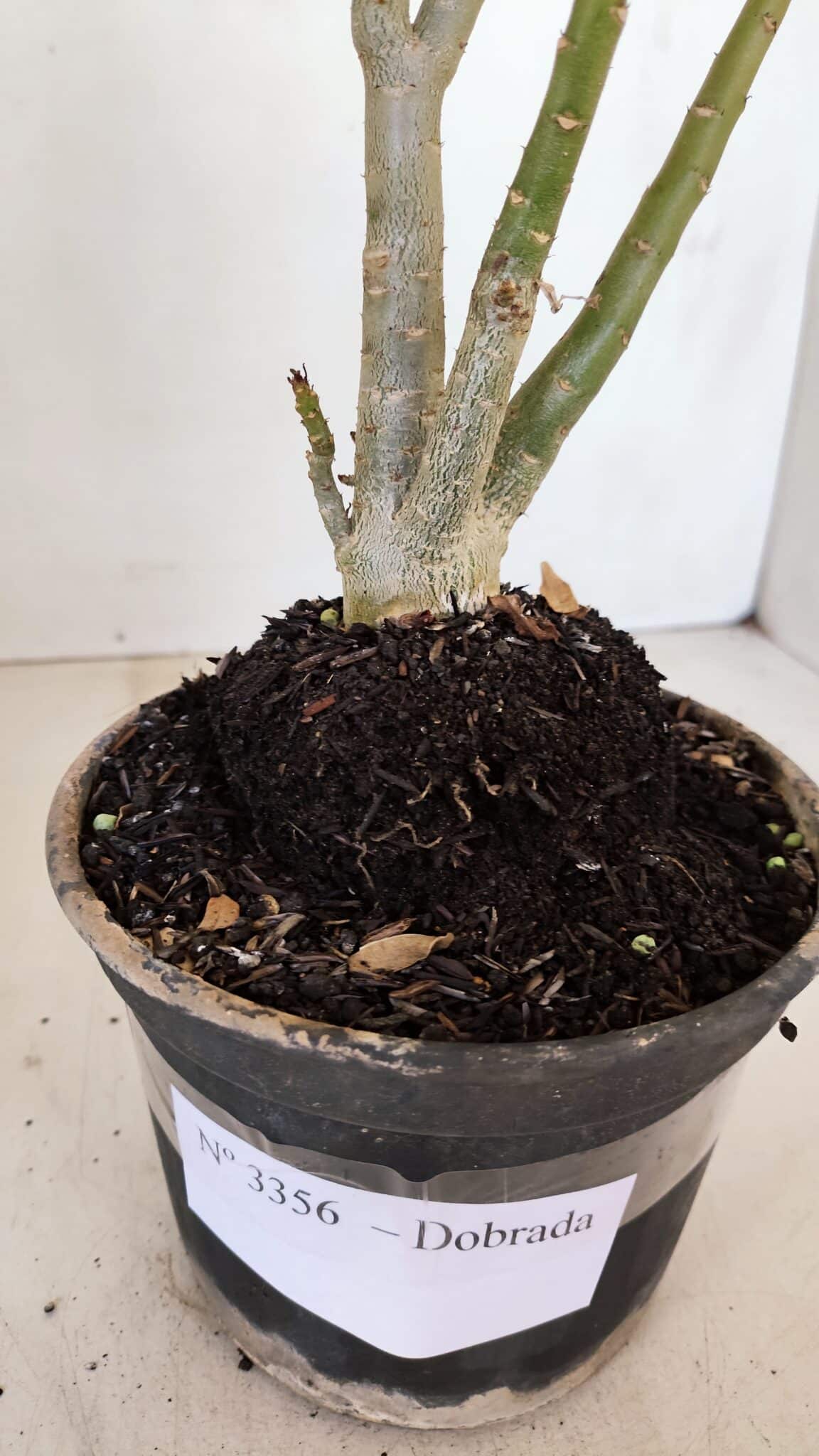 Planta Dobrada 3356 – 35cm – 3 anos - foto 7