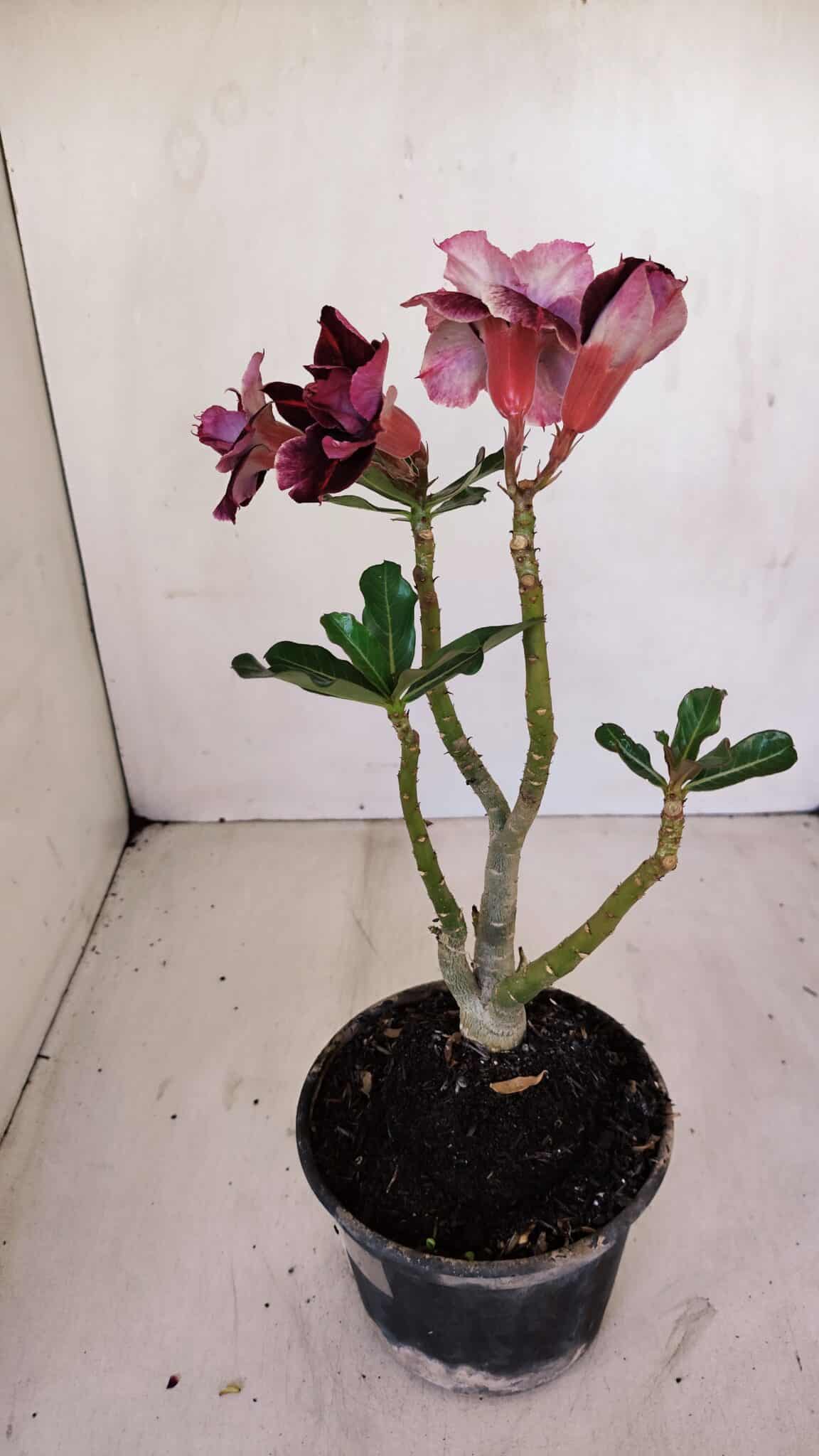 Planta Dobrada 3356 – 35cm – 3 anos - foto 6