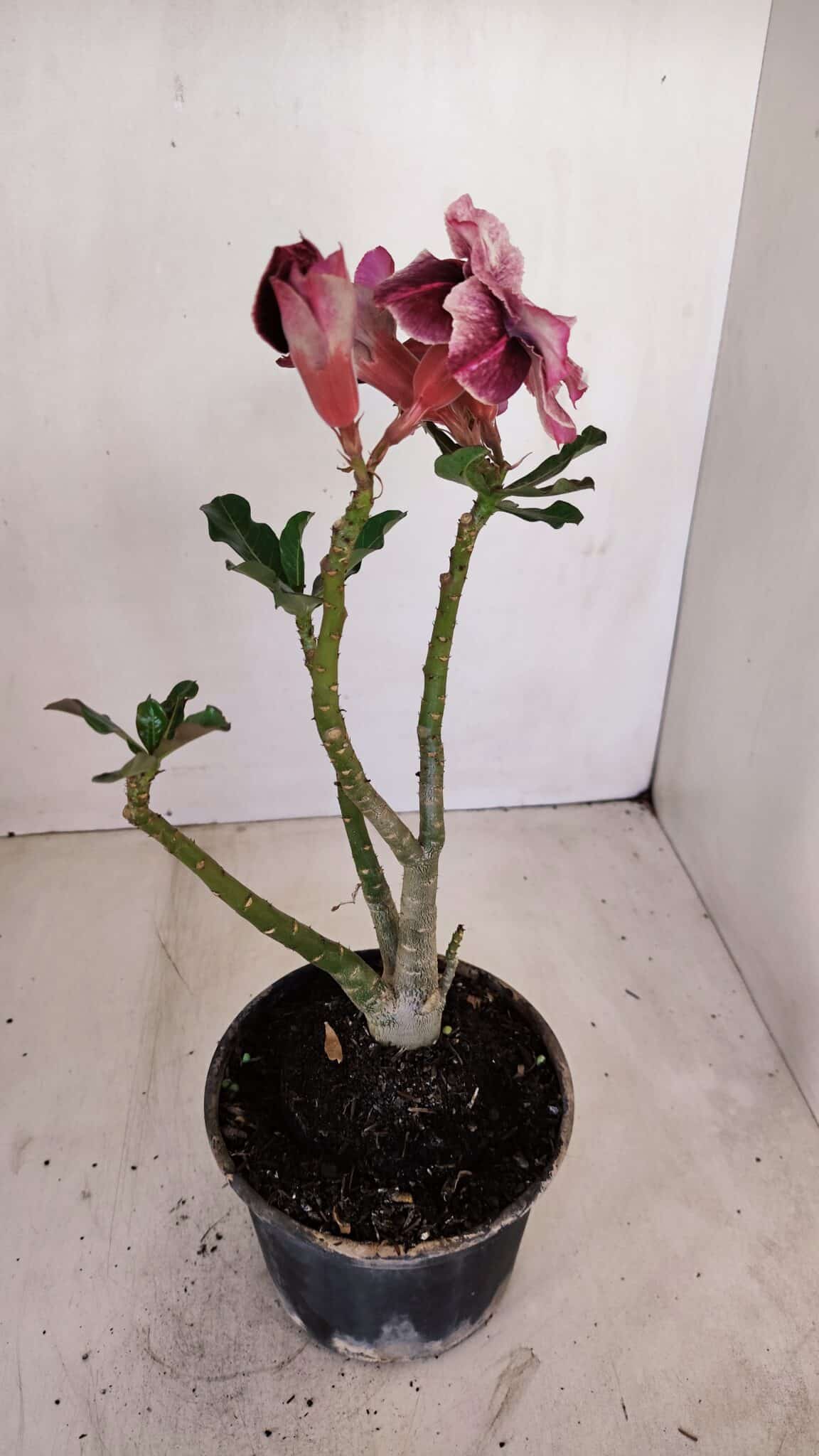 Planta Dobrada 3356 – 35cm – 3 anos - foto 5