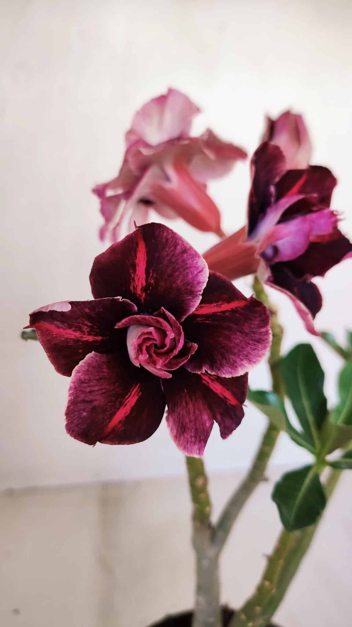 Planta Dobrada 3356 – 35cm – 3 anos - foto 3