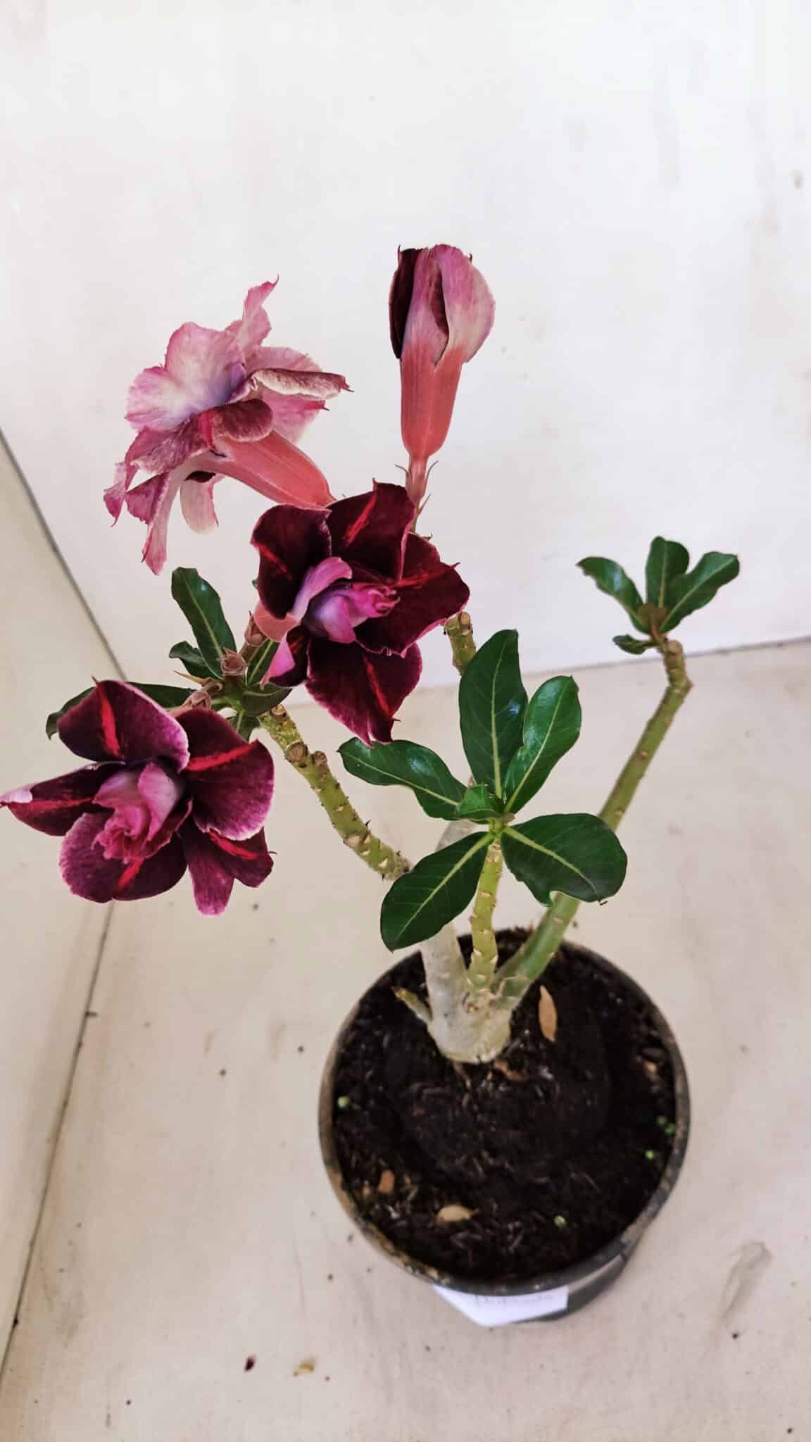 Planta Dobrada 3356 – 35cm – 3 anos - foto 4