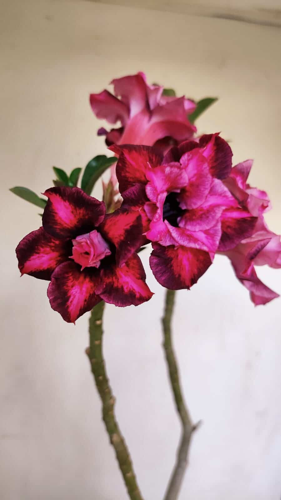 Planta Dobrada 3357 – 35cm – 3 anos - foto 3