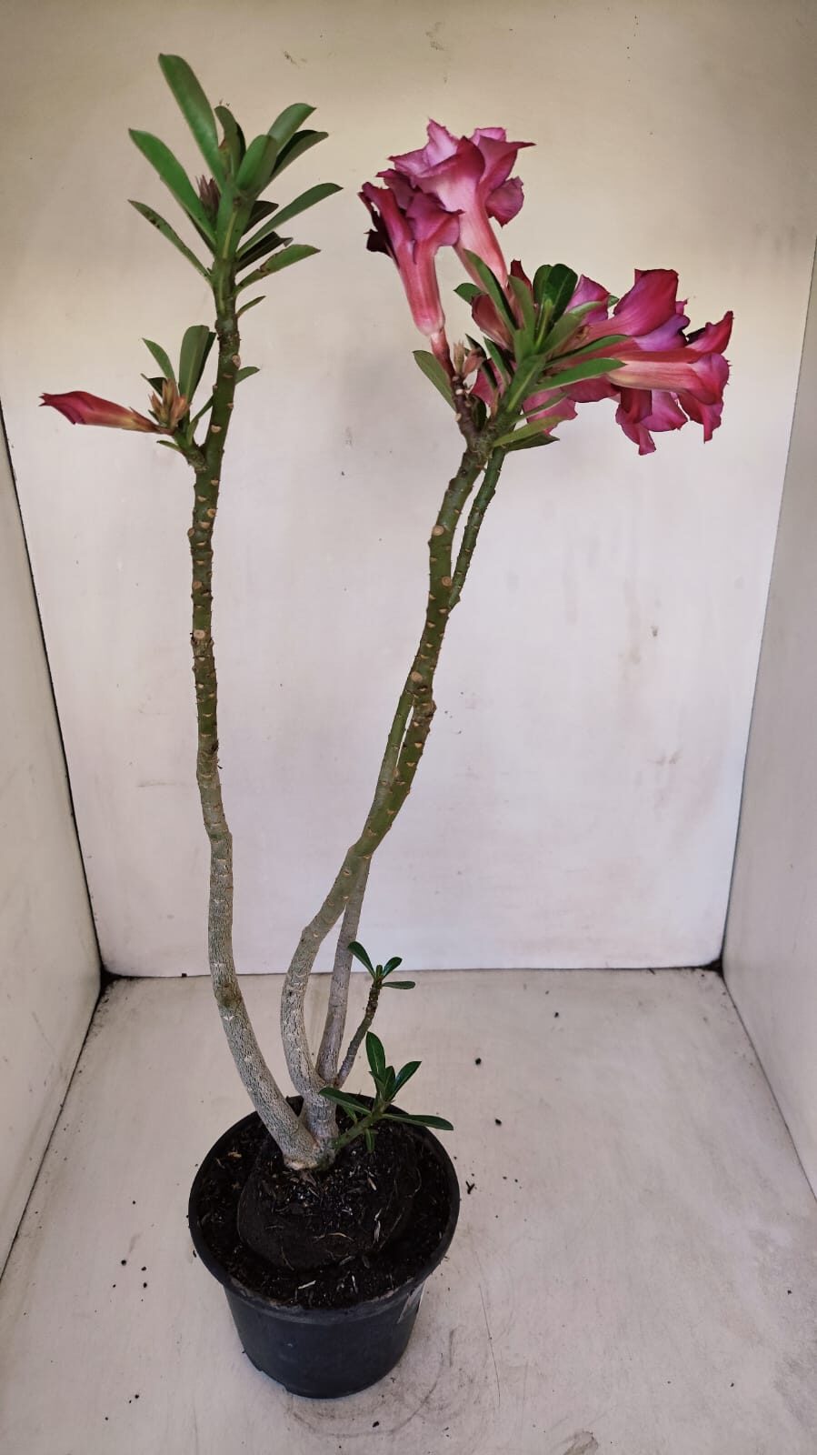 Planta Dobrada 3357 – 35cm – 3 anos - foto 10