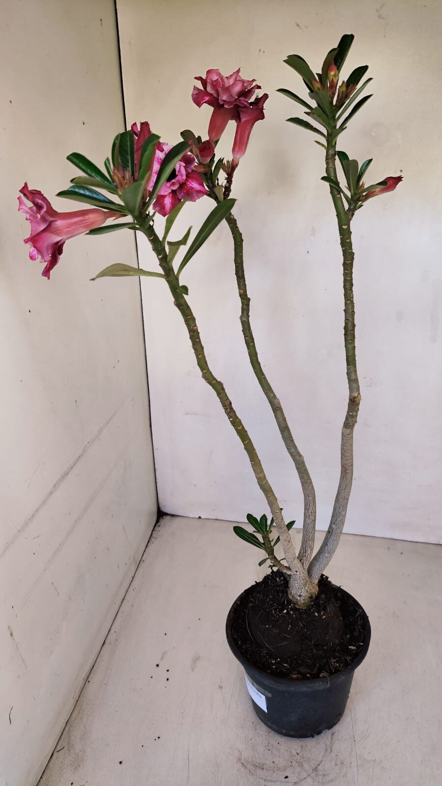 Planta Dobrada 3357 – 35cm – 3 anos - foto 9