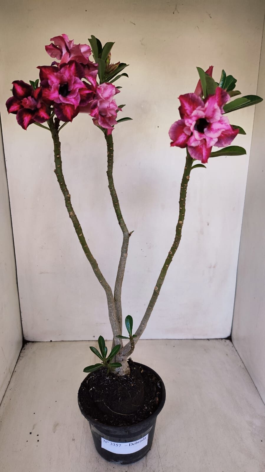 Planta Dobrada 3357 – 35cm – 3 anos - foto 6