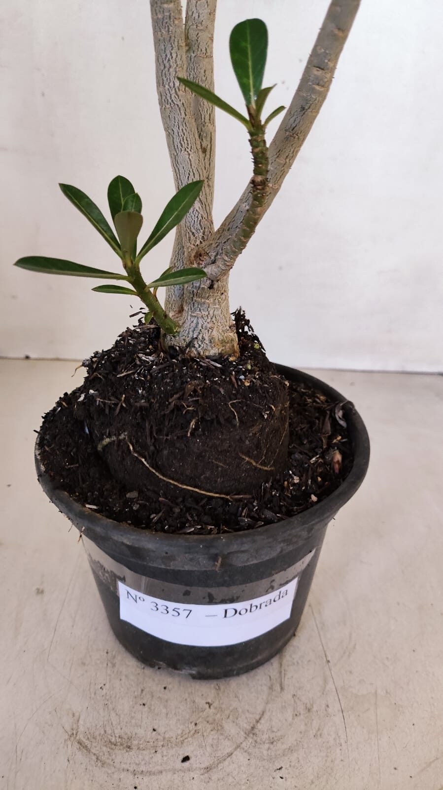 Planta Dobrada 3357 – 35cm – 3 anos - foto 8