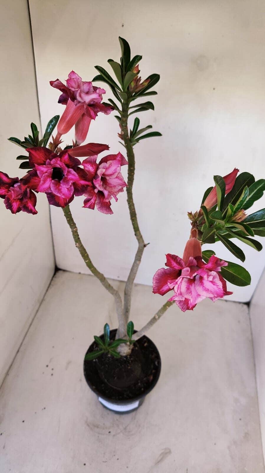 Planta Dobrada 3357 – 35cm – 3 anos - foto 7