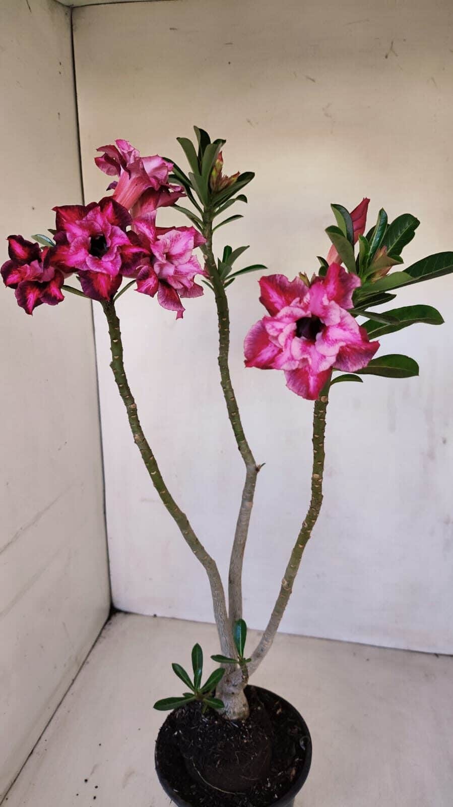 Planta Dobrada 3357 – 35cm – 3 anos - foto 2