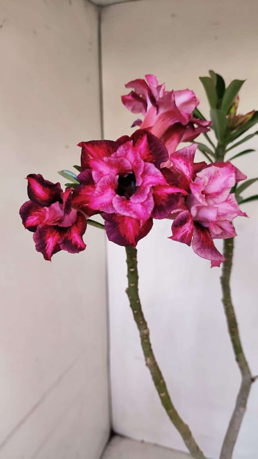 Planta Dobrada 3357 – 35cm – 3 anos - foto 4