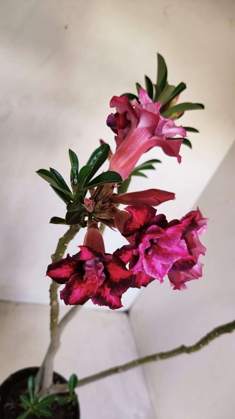 Planta Dobrada 3357 – 35cm – 3 anos - foto 5