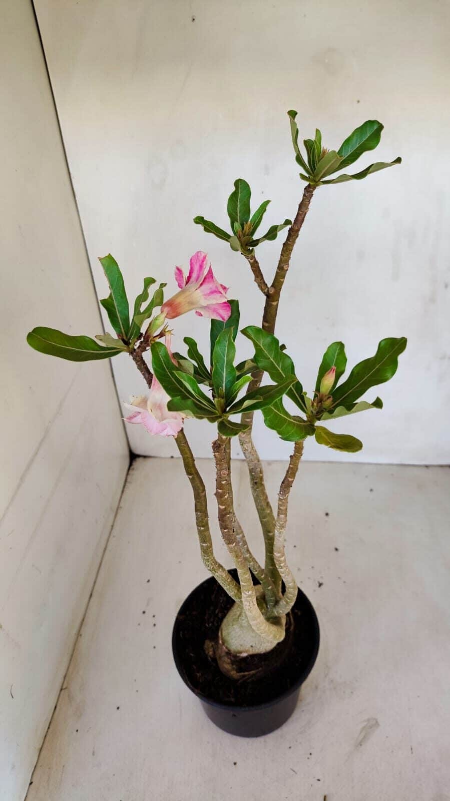 Planta Dobrada 3358 – 35cm – 3 anos - foto 2