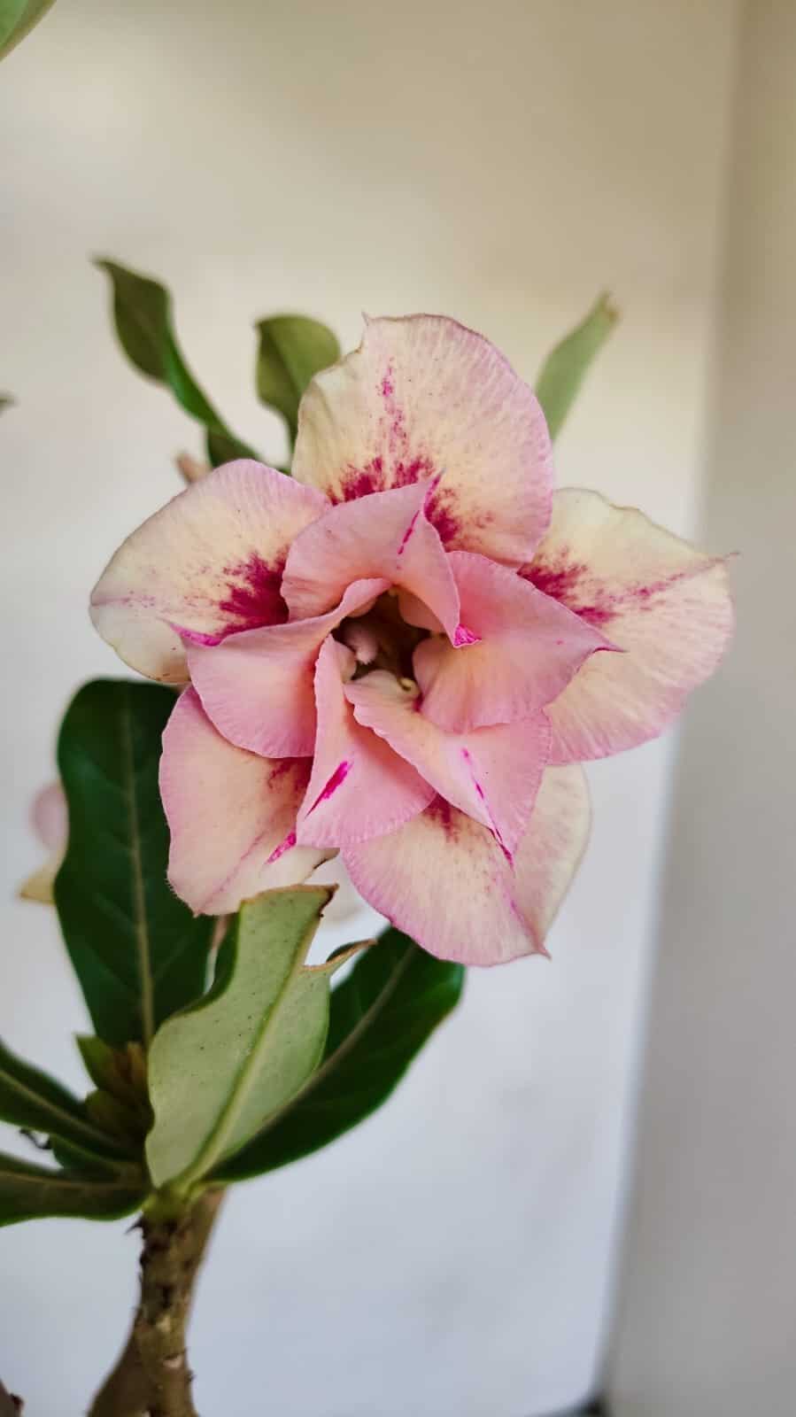 Planta Dobrada 3358 – 35cm – 3 anos - foto 3