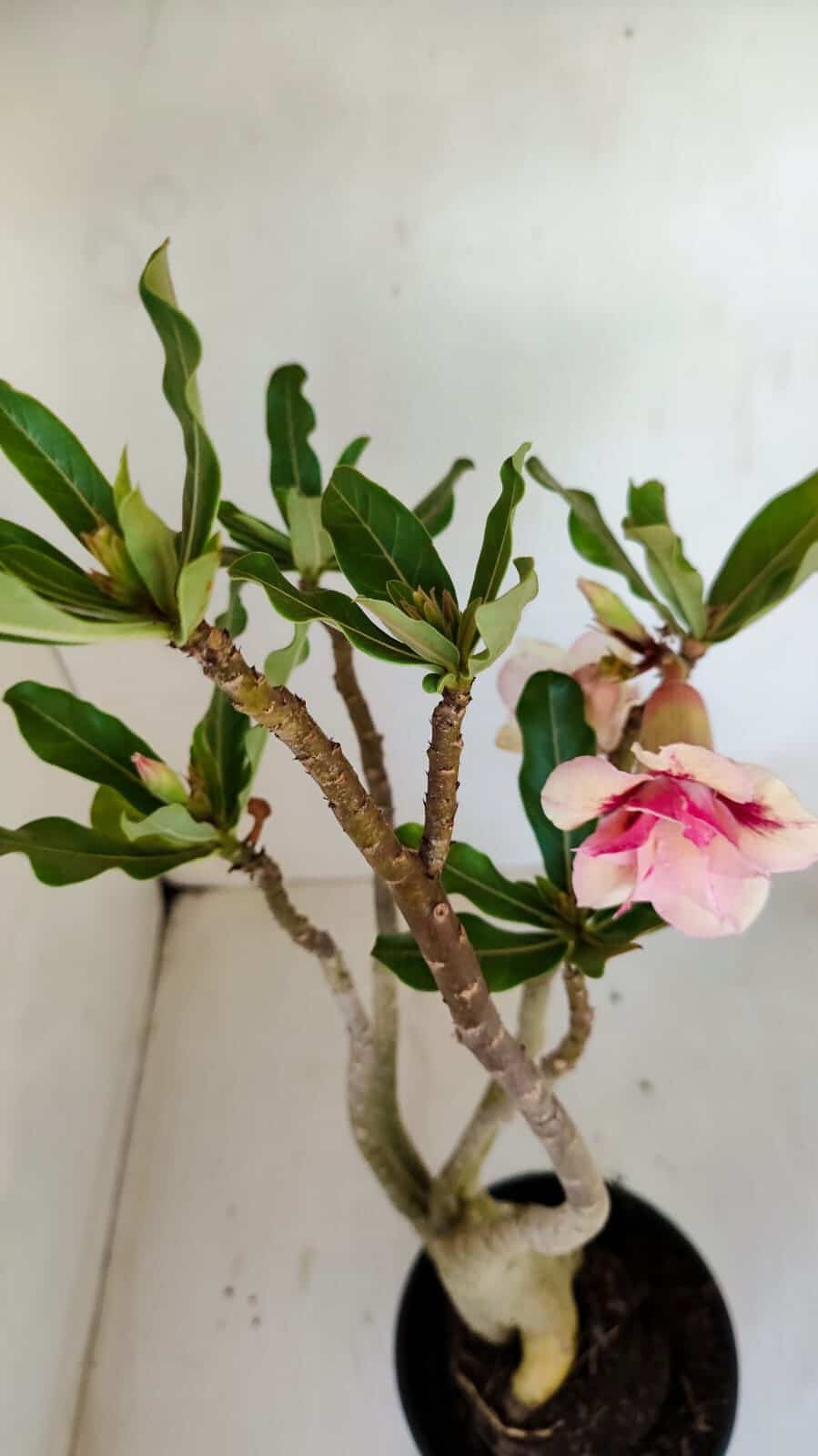 Planta Dobrada 3358 – 35cm – 3 anos - foto 4