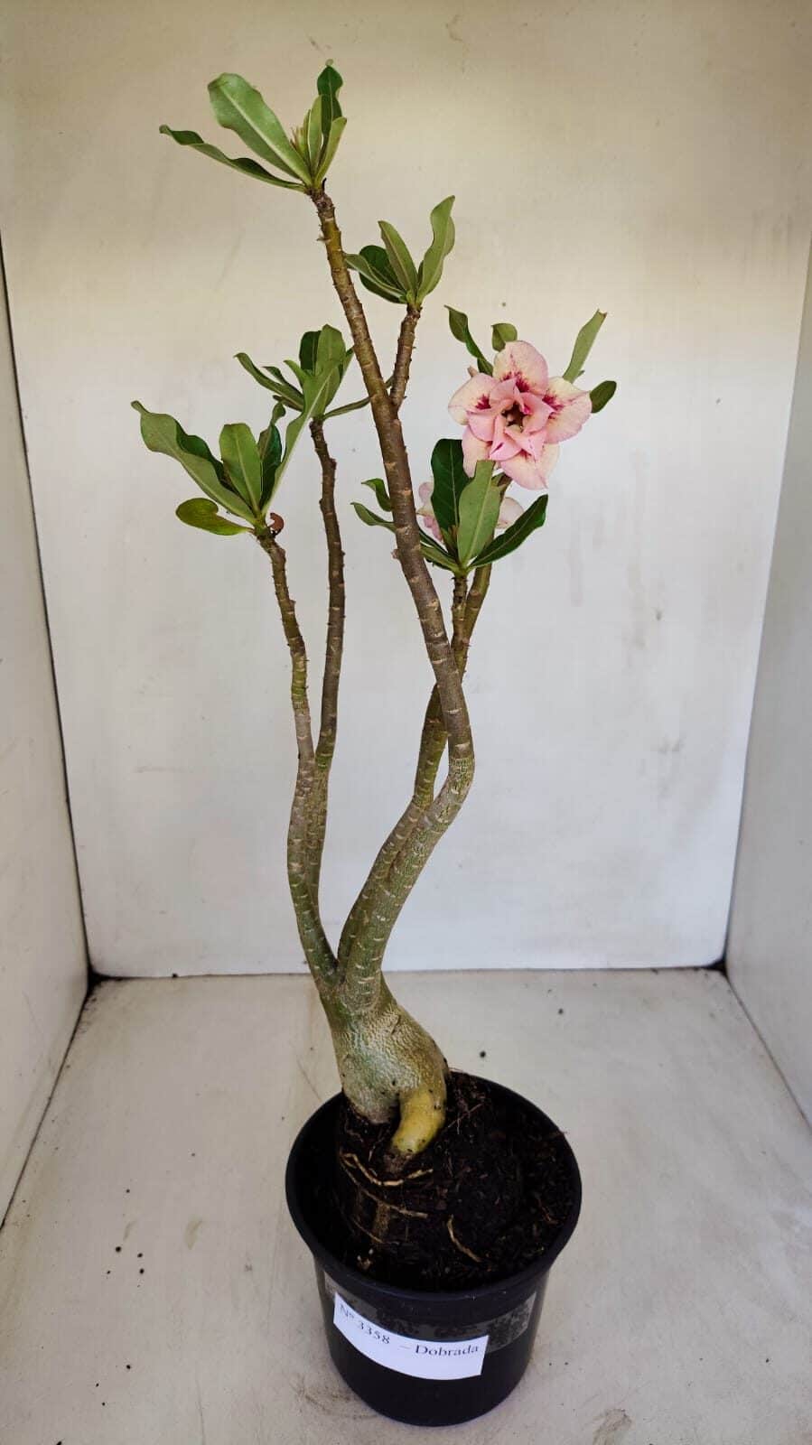 Planta Dobrada 3358 – 35cm – 3 anos - foto 7