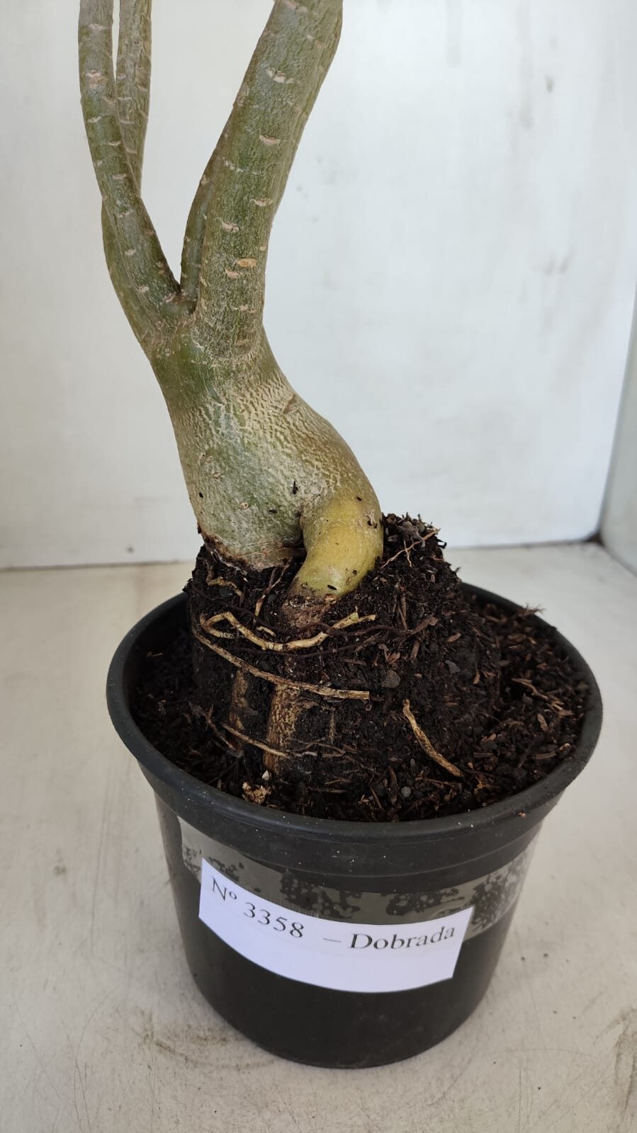 Planta Dobrada 3358 – 35cm – 3 anos - foto 6