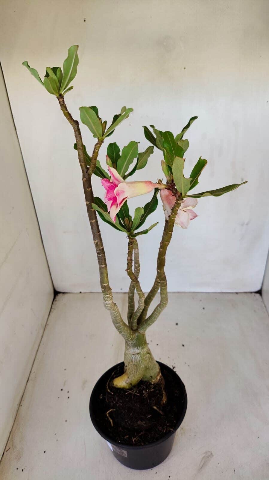 Planta Dobrada 3358 – 35cm – 3 anos - foto 5