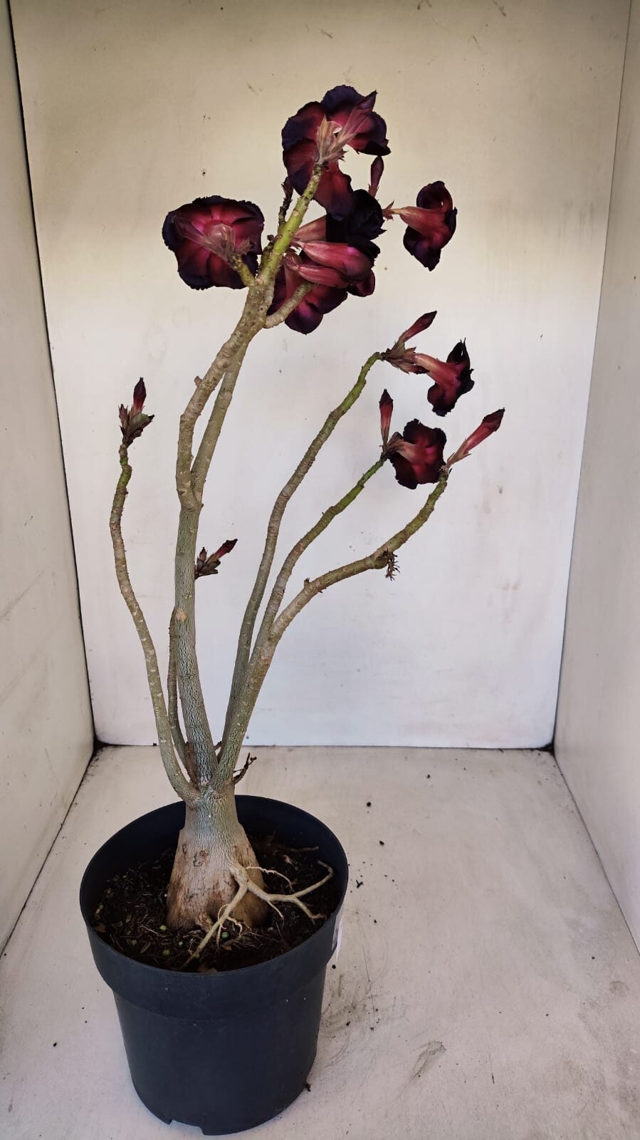 Planta Dobrada 3359 – 40cm – 4 anos - foto 2