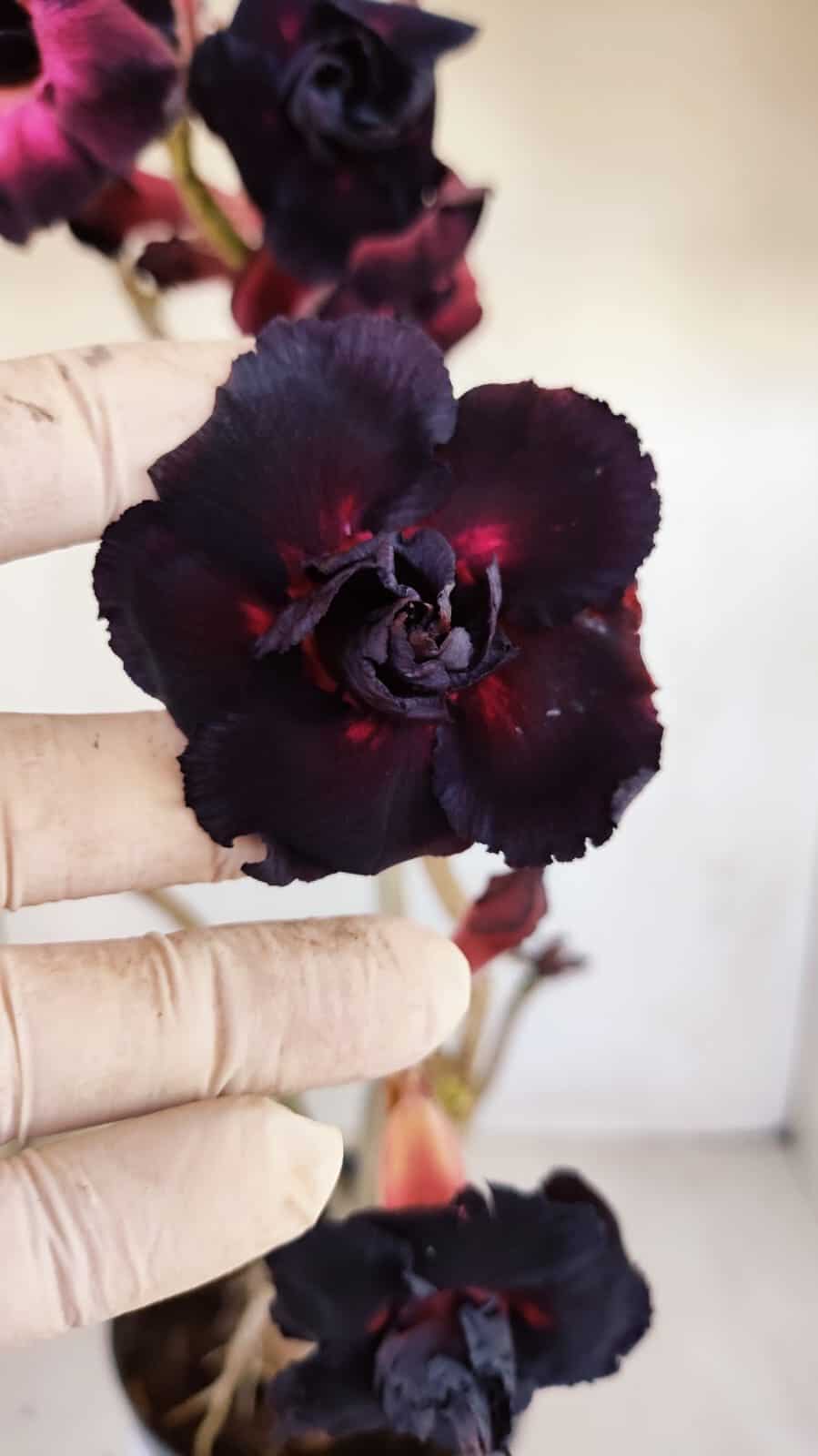 Planta Dobrada 3359 – 40cm – 4 anos - foto 3