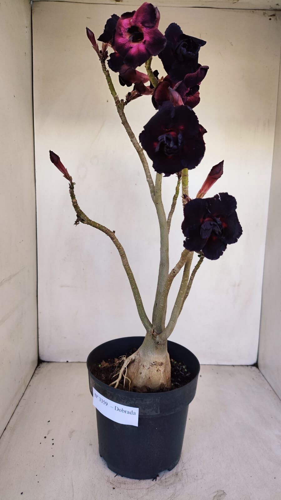Planta Dobrada 3359 – 40cm – 4 anos - foto 6