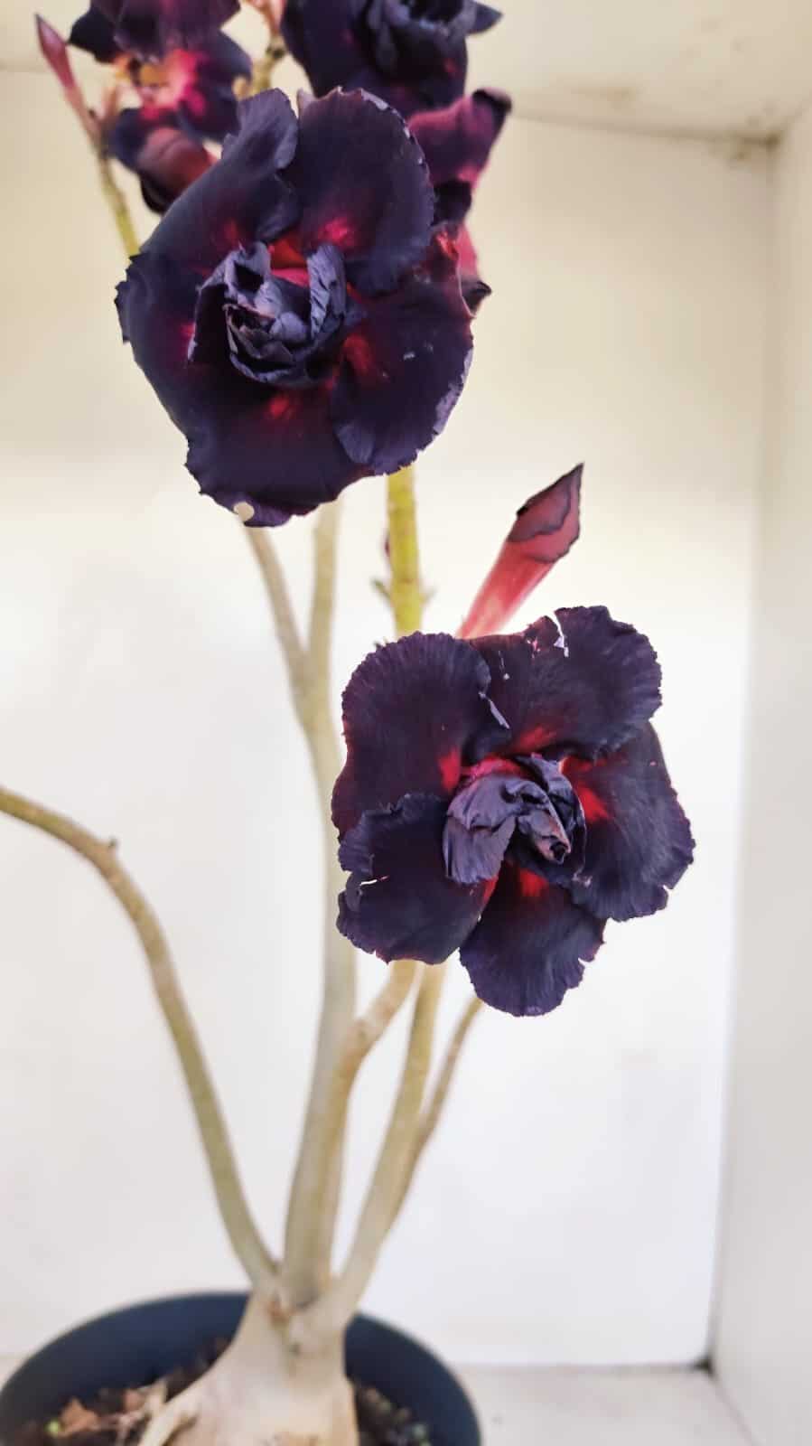 Planta Dobrada 3359 – 40cm – 4 anos - foto 4