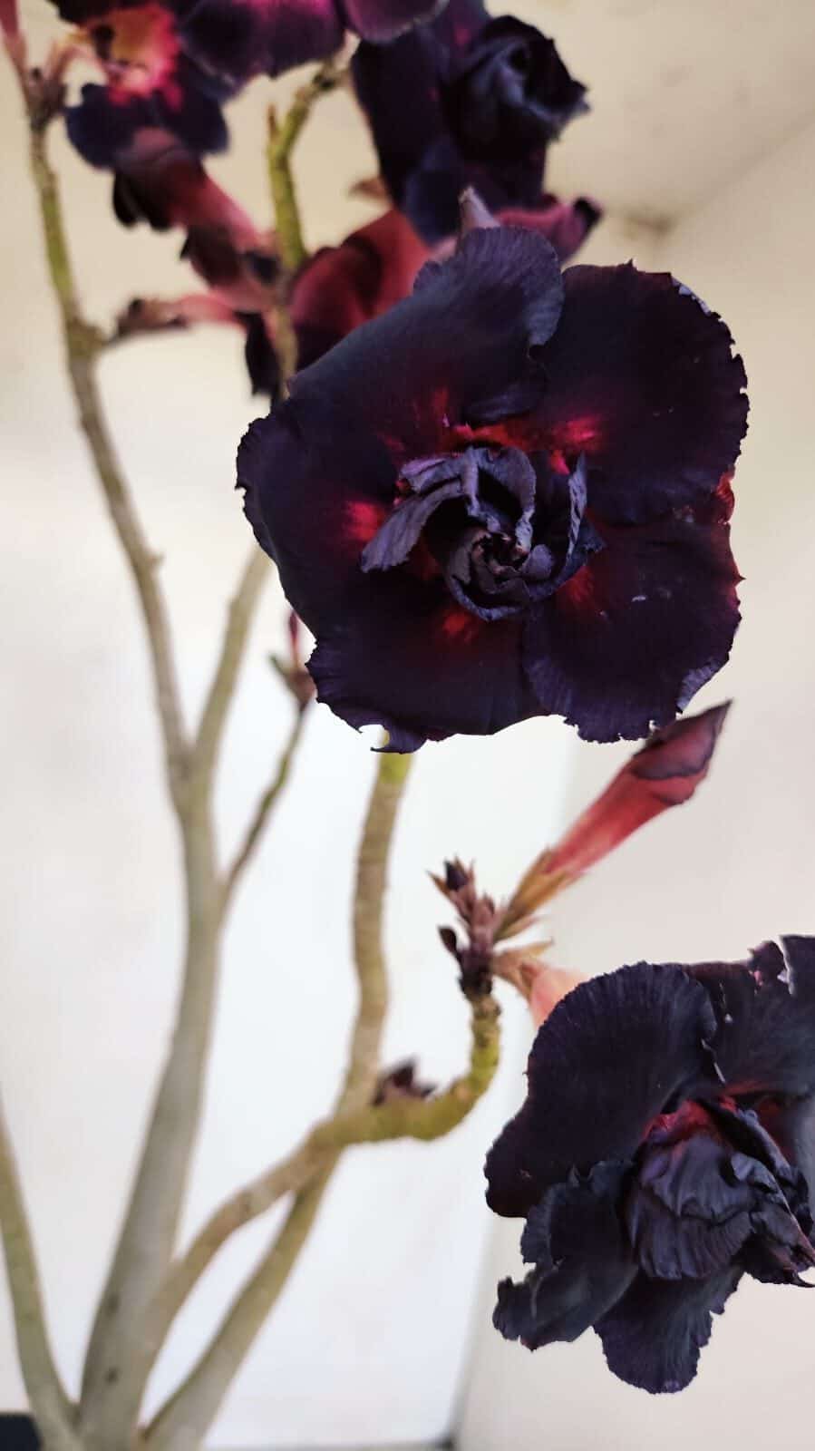 Planta Dobrada 3359 – 40cm – 4 anos - foto 5